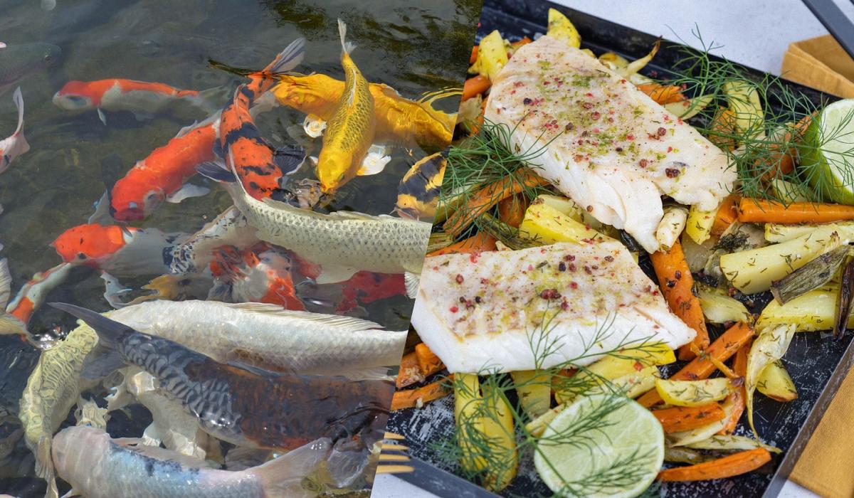 Шеф-повар посоветовал, какую рыбу лучше не покупать / Колаж: УНИАН фото: pixabay.com, pixabay.com Шеф-повар посоветовал, какую рыбу лучше не покупать / Колаж: УНИАН фото: pixabay.com, pixabay.com