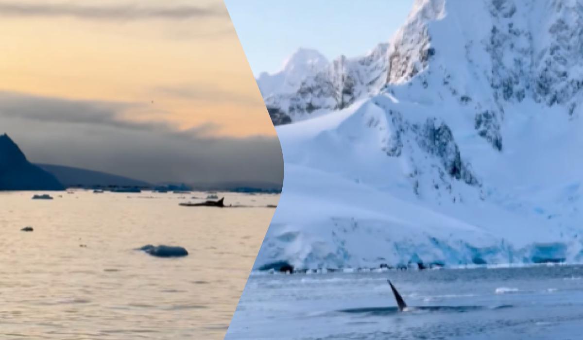 Це була перша зустріч з косатками для 30-ї експедиції / колаж УНІАН, скріншот Це була перша зустріч з косатками для 30-ї експедиції / колаж УНІАН, скріншот