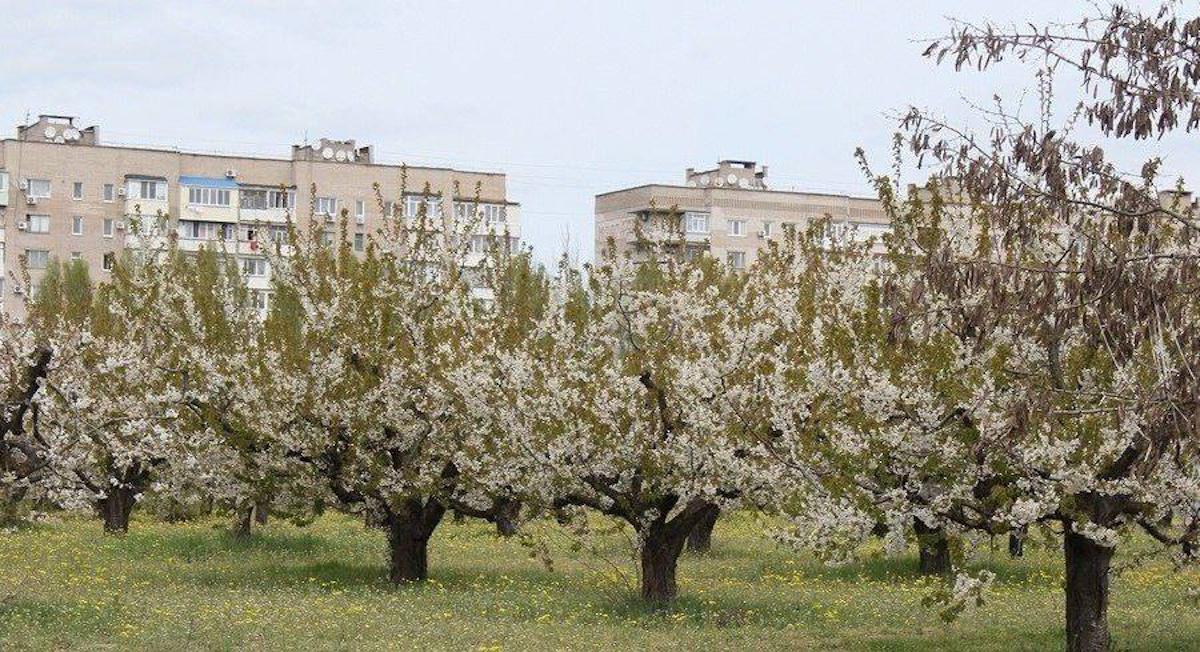 Сады Филибера во время весеннего цветения / фото из соцсетей Сады Филибера во время весеннего цветения / фото из соцсетей