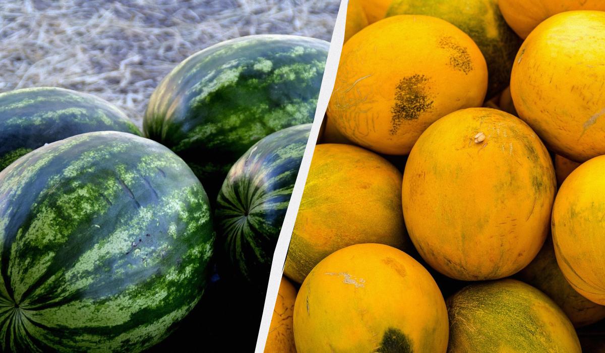 чим підживити кавуни в домашніх умовах чим підживити кавуни в домашніх умовах