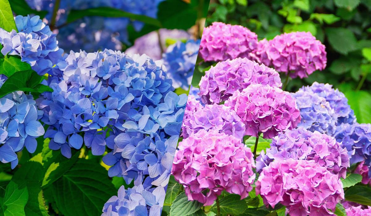Чим підживлювати блакитну гортензію для насиченого кольору / Колаж: УНІАН фото: pixabay.com Чим підживлювати блакитну гортензію для насиченого кольору / Колаж: УНІАН фото: pixabay.com