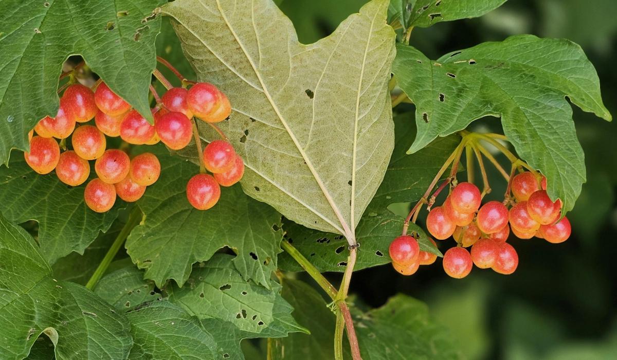 Якщо 29 липня обійняти калину, то додасться сил і здоров'я / pexels.com Якщо 29 липня обійняти калину, то додасться сил і здоров'я / pexels.com