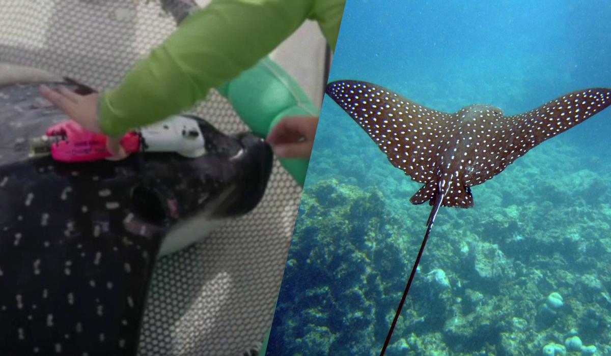 Ці скати є доволі швидкими хижаками / Колаж УНІАН, фото - скріншот, wikimedia.org