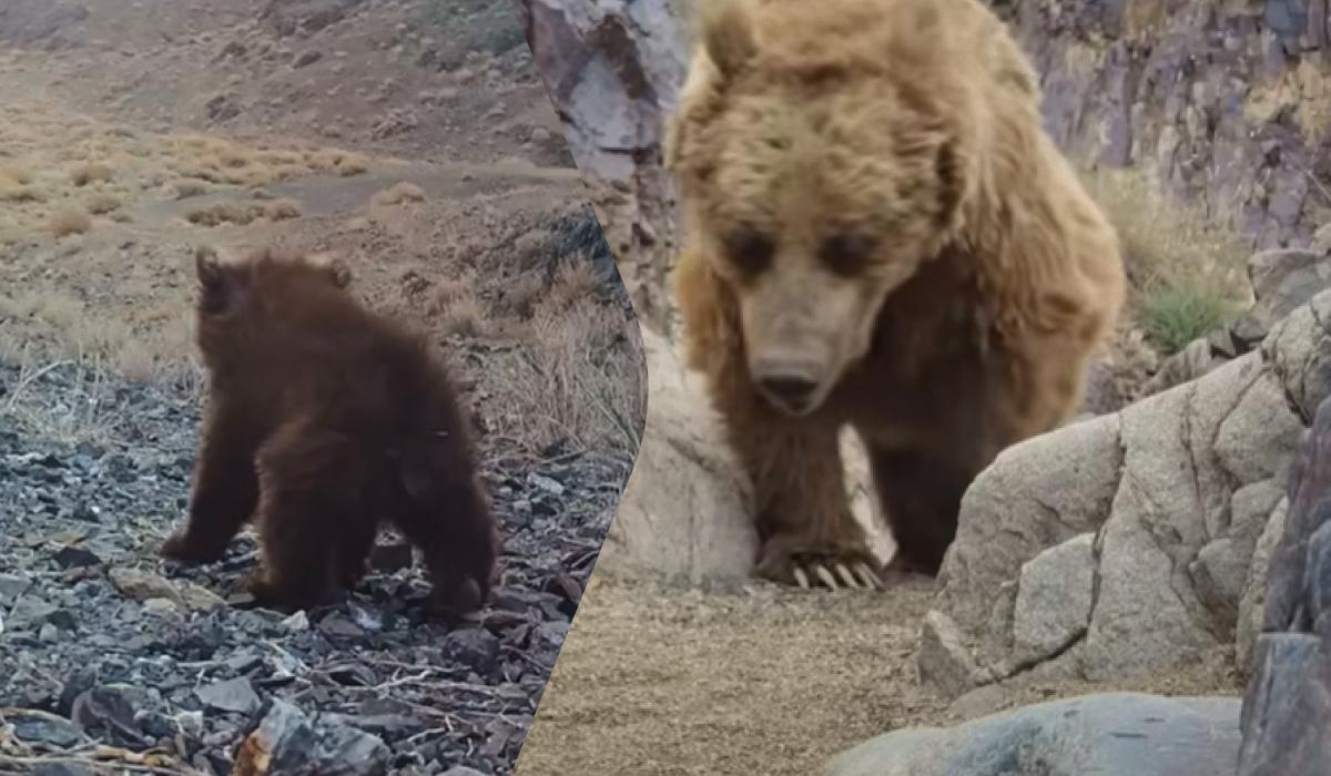 Самый редкий медведь в мире попался на камеру в монгольской пустыне