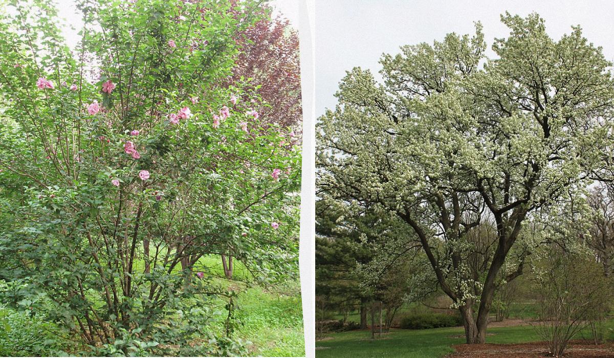Деякі рослини краще садити подалі від будинку/ Колаж УНІАН, фото Вікіпедія