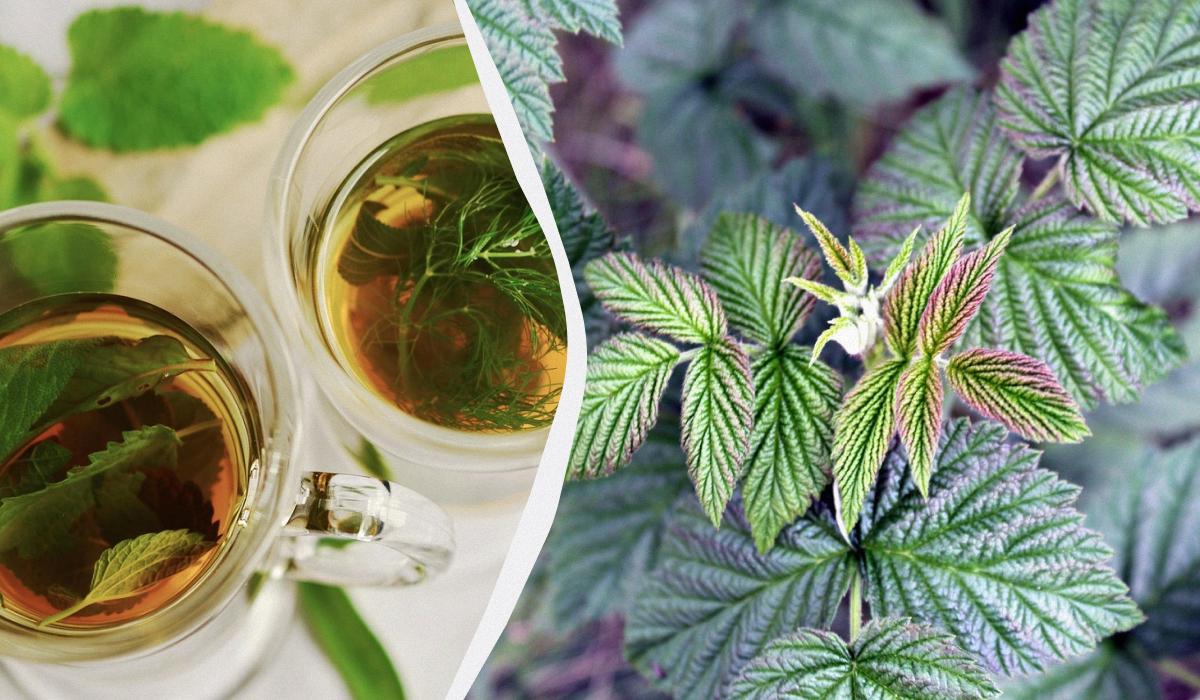 Польза напитка зависит от времени сбора листьев и способа их сушки / коллаж УНИАН, фото pixabay.com