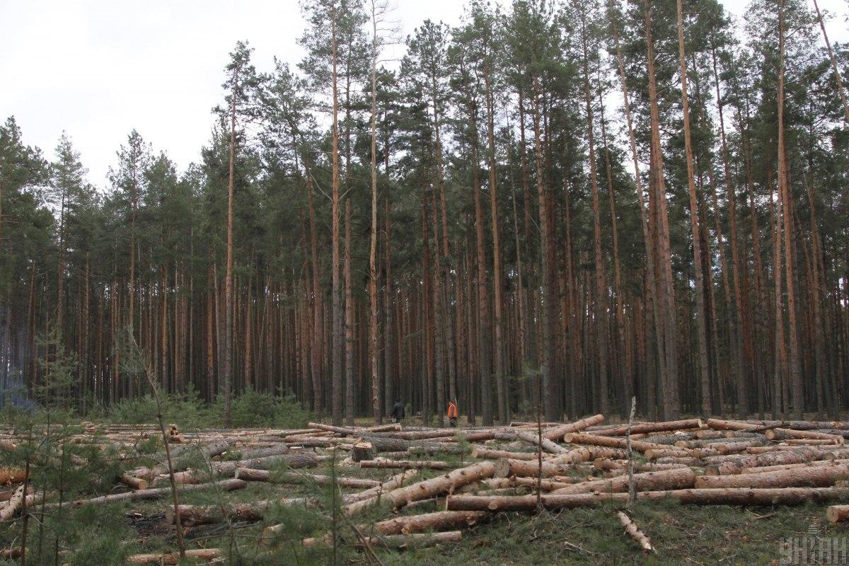 фото УНІАН, Віктор Ковальчук фото УНІАН, Віктор Ковальчук