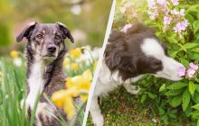 Собака назавжди відучиться підбирати сміття з землі: безвідмовний трюк для всіх порід