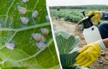 Один копійчаний засіб знищує білокрилку вщент: справжній порятунок для капусти