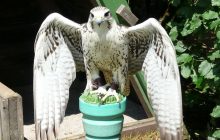 Біолог розповів про найбільшого сокола у світі: він мешкає на трьох різних континентах