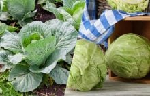 Больше никаких гусениц на капусте: средства, которые спасут урожай