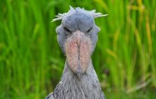 Цей птах має настільки дивний вигляд, що не всі вірять у його існування: чим він особливий