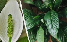 Жіноче щастя цвістиме ціле літо: садівниця розкрила, яким секретним добривом полити вазон