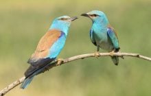 Чому птахи голосно співають щоранку: вчені дали вражаючу відповідь