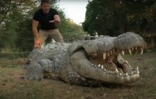 Найстаріший у світі крокодил-багатодітний батько все ще росте: яка його вага і розміри (відео)