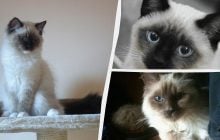 Какие коты очень тактильные и любят своих хозяев: эксперты назвали топ-11 пород