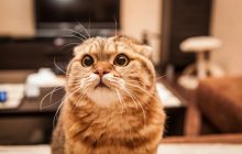 Хто такі "Ешкин кот" і "ядрена вошь": український переклад розсмішить будь-кого