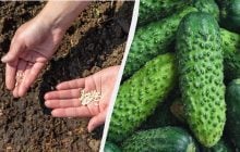 Які сорти огірків ще можна посіяти в липні: встигнете зібрати врожай