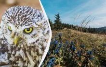 Редкую краснокнижную сову можно увидеть в Украине: орнитолог подсказал, где искать