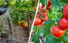 Обов'язкове підживлення томатів у липні: одна ложка - і помідори червоніють на очах