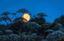 7 июльских дней, что принесут удачу: что обещает лунный календарь в середине лета