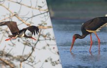 В Чернобыльском заповеднике заметили птенцов черного аиста: как они выглядят