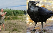 Почему в Украине нет обычных ворон: орнитолог объяснил, каких птиц на самом деле видят люди