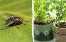 Як вигнати мух без хімії: експерти назвали 4 рослини, яких не терплять комахи