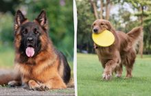 Дівам - вівчарка, Водоліям – пудель: який собака ідеально підійде вам за знаком Зодіаку