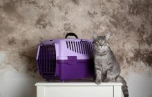 В Украине утвердили новые правила перевозки животных в автобусах: что нужно знать