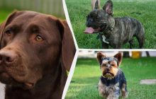 Які собаки стануть для вас справжніми друзями: ветеринари назвали топ-7 порід