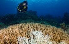 "Смертельна тиша": на всесвітньо відомому рифі загинули дві третини коралів