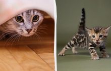 Як і навіщо кішки рухають хвостом: ветеринар розкрила таємниці цього "інструменту"