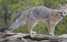 Неймовірний слух і величезний хвіст: що відомо про найнезвичайнішого представника псових