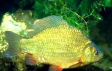 В Україні стрімко вимирає один із видів риб: фахівчиня розповіла про причини