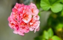 Почему не цветут герани: 5 ошибок, которые мешают бутонам распуститься
