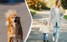 Кинолог рассказала, что делать, если к вашему ребенку или к вам прицепился бродячий пес