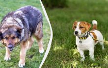 Как действовать, если на вашу собаку напал другой пес: кинолог рассказала о собственном опыте