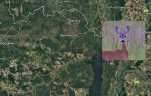 В Чернобыльской зоне сделали забавное фото косули