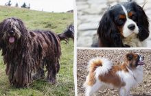 Какие собаки спокойны и хорошо ладят с детьми: эксперты назвали 13 самых ласковых пород