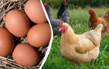 Так кормят кур-несушек в деревнях - яйца собирают крупные с ярким желтком: пример рациона