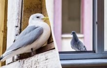 Почему птица бьется в окно по приметам: когда это хороший знак
