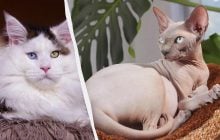 От мейн-куна до сфинкса: эксперты назвали 8 самых популярных пород кошек в 2025 году