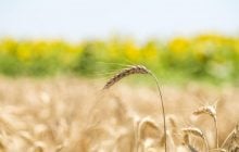 У середині літа Україну розігріє до +37°: де буде найспекотніше (карта)