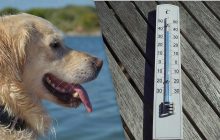 До +40 и выше: синоптик предупредила украинцев о резком скачке температуры