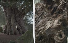 Це дерево - одне з найотруйніших у світі: 50 грамів його листя можуть убити людину