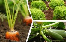 В июле еще не поздно: фермеры назвали 8 овощей, которые можно сеять в середине лета