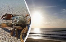 На побережье Одесской области выбросило десятки тысяч крабов и скатов: что произошло (видео)