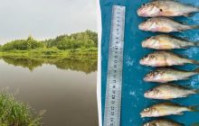 У Чорнобильській зоні вчені зробили несподіване відкриття щодо тамтешньої риби