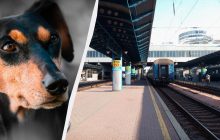 Собаки в столичном метро: запущено обсуждение о перевозке собак в отдельных вагонах